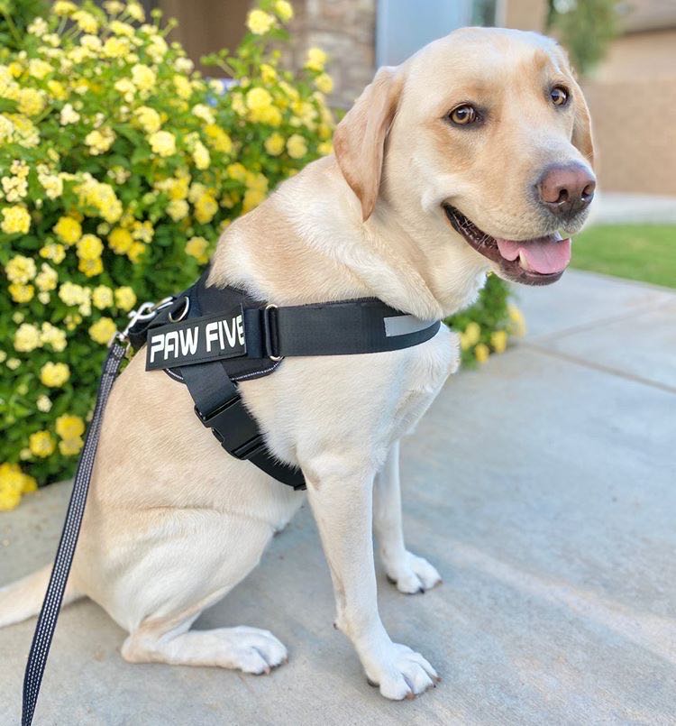 No Pull Harness For Easy Walking | Paw Five