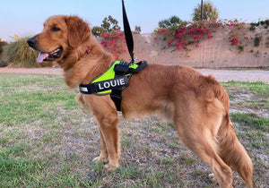 Support and Service Dog Harness Vests | Paw Five.com